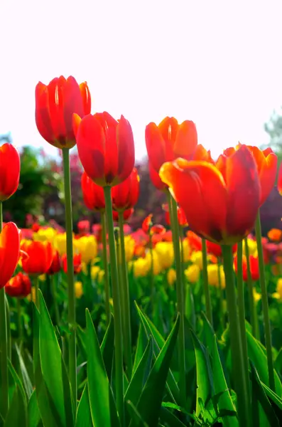 Tulipány — Stock fotografie