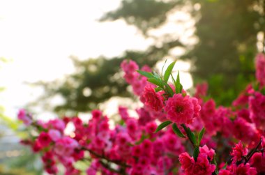 Şeftali çiçekleri parlak güneşli