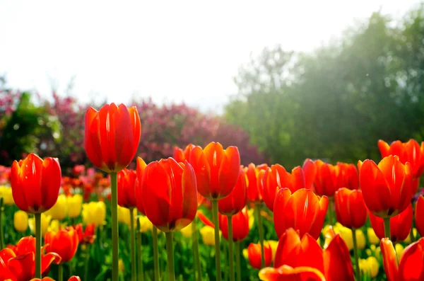 Tulpen — Stockfoto