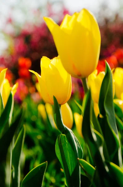 Tulpen — Stockfoto