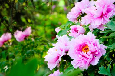 Parlak güneş ışığı Şakayık Çiçeği