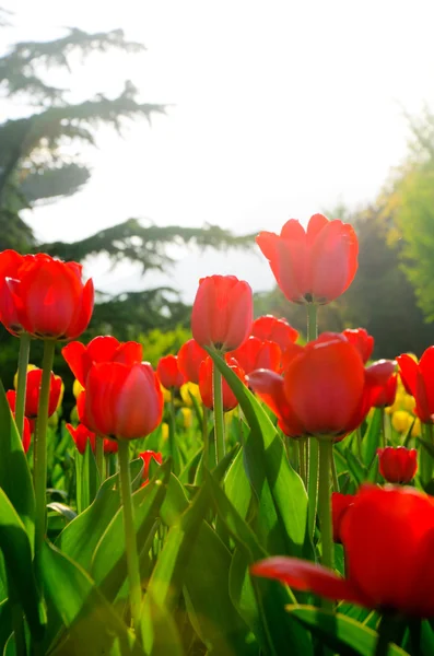 Тюльпаны в ярком солнечном свете — стоковое фото