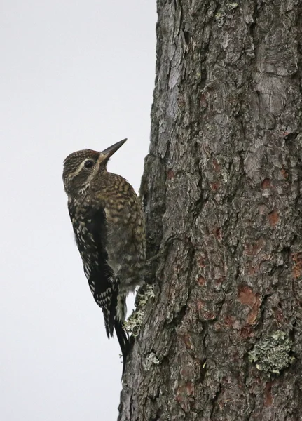 Młodzieńcze Kumak Sphyrapicus — Zdjęcie stockowe