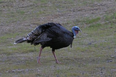 Türkiye'de yan görünümü