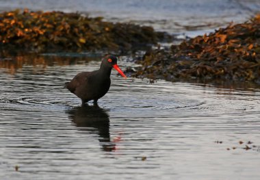 Bir siyah Gabriola Adası, British Columbia, Kanada kıyılarında alacakaranlıkta Balık tutma Poyraz kuşugiller (Haematopus bachmani)