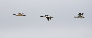 Üç ortak büyük bir uyum içinde uçan boyunları (Mergus merganser). Cambridge, Ontario, Kanada'da vurdu.