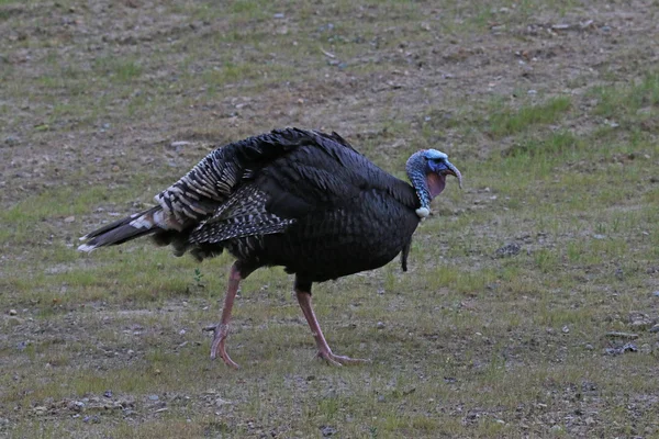Türkiye'de yan görünümü