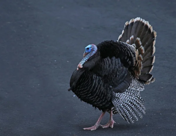 Stora Wild Turkey — Stockfoto