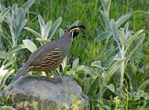 Bir Erkek California Geri Kameraya Bakarak Bıldırcın Callipepla Californica Gabriola — Stok fotoğraf