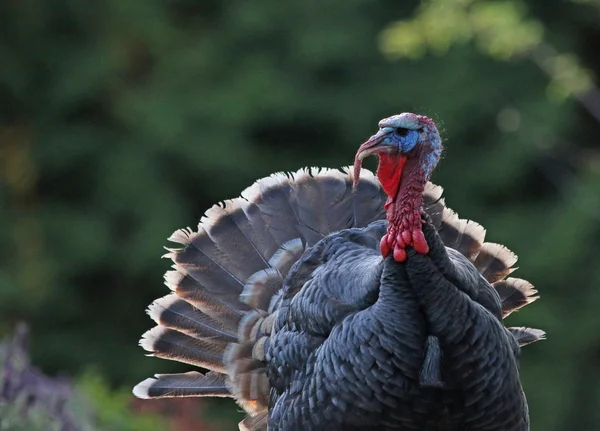 Stor Manlig Wild Turkey Meleagris Gallopavo Skott Gabriola Island British — Stockfoto