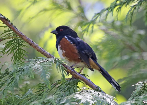 Vazut Towhee Shot — Fotografie, imagine de stoc