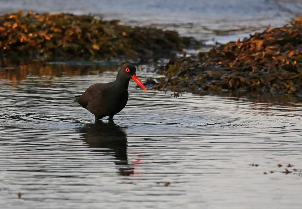 Black Oystercatcher Haematopus Bachmani Fishing Dusk Shores Gabriola Island British — Stock Photo, Image