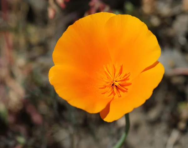 California poppy bloem — Stockfoto