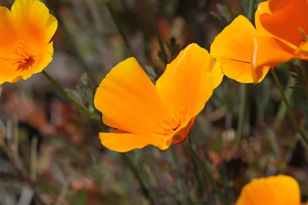 Califórnia Poppy Close-Up — Fotografia de Stock