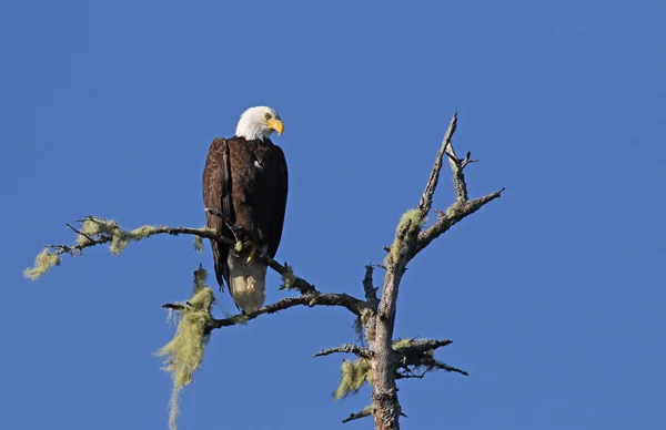 Tofino Bald Eagle — Stockfoto