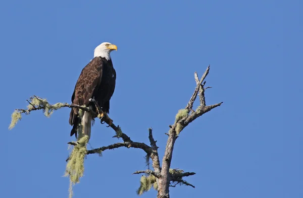 Sitzender Weißkopfseeadler — Stockfoto