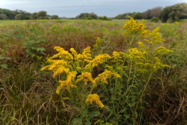 Kanada altın çubuğu (Solidago altissima), Cambridge, Ontario, Kanada 'da bir tarlada çekildi.