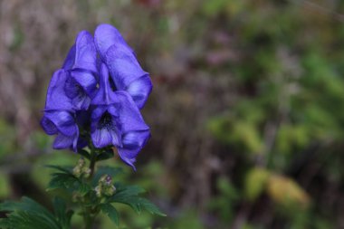Güzel ama son derece zehirli Azure Monkshood (Aconitum fischeri) çiçekleri. Sonbaharın başlarında Ontario, Kanada 'da çekildi..