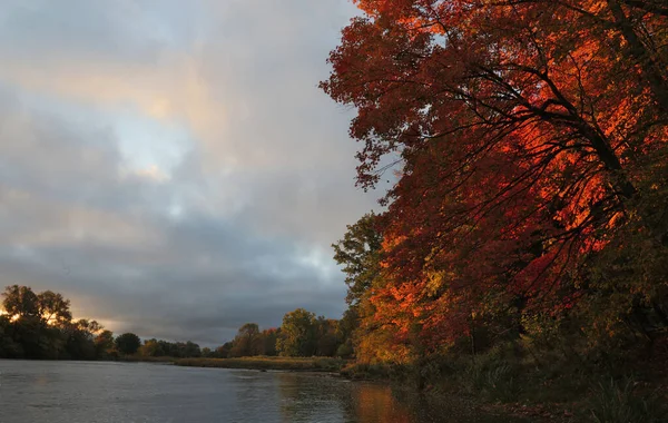 カナダのオンタリオ州キッチナーで グランド川の横にある上昇する太陽によって照らされた秋のカエデの木の葉 — ストック写真