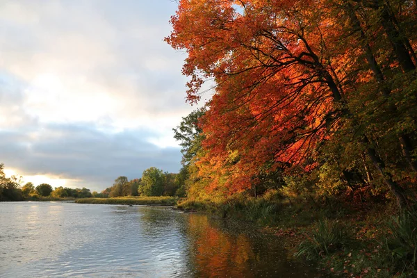 Les Feuilles Érable Automne Illuminées Par Soleil Levant Bord Rivière — Photo