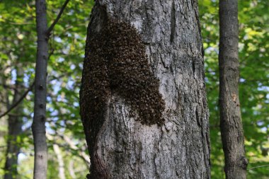 Büyük bir ağacın içindeki yuvanın dışındaki dev bir arı kümesi. Waterloo, Ontario, Kanada 'da çekildi.