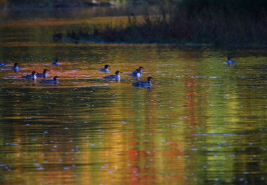 Büyük Nehir 'de sonbahar renklerini yansıtan bir Merganser sürüsü (Mergus merganser). Kitchener, Ontario, Kanada 'da çekildi..