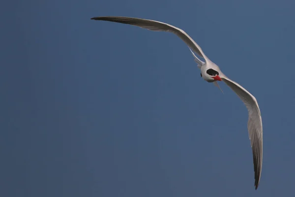 Caspian Tern Hydroprogne Caspia Vuelo Baleado Cambridge Ontario Canadá — Foto de Stock