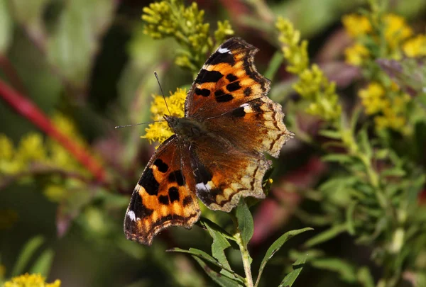 Motyl Compton Tortoiseshell Nymphalis Album Spoczywający Jakimś Złotym Pręcie — Zdjęcie stockowe