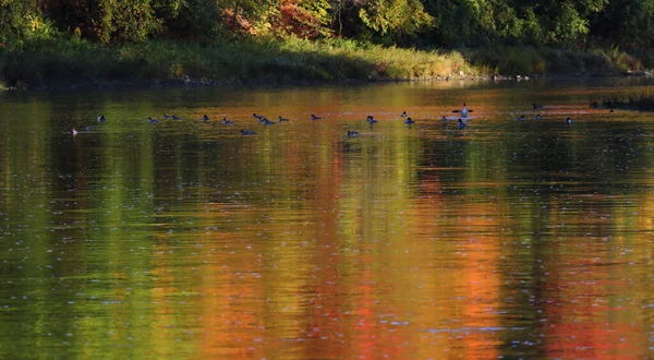 Hejno Obyčejných Erganserů Mergus Merganser Plovoucí Velké Řece Odrážející Podzimní — Stock fotografie