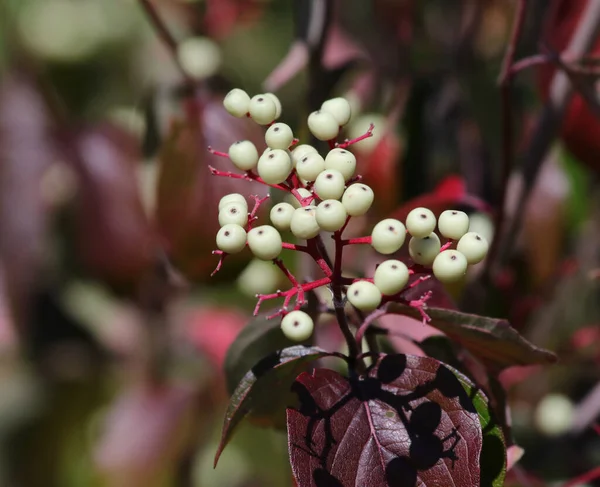 红Osier Dogwood Cornus Sericea 在加拿大安大略省滑铁卢被枪杀 免版税图库照片