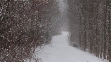 Kar fırtınası eserken ağaçların oluşturduğu patika..