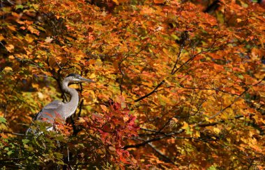 Büyük Mavi Balıkçıl (Ardea herodias) bir sonbahar akçaağacında. Kitchener, Ontario, Kanada 'da çekildi..