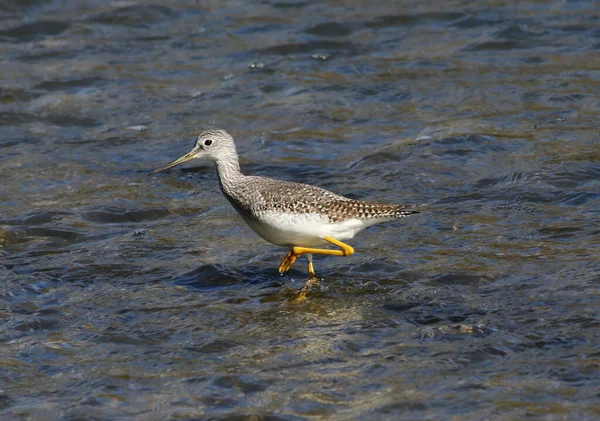 Oiseau Rivage Pattes Jaunes Tringa Melanoleuca Qui Patauge Sur Rive — Photo