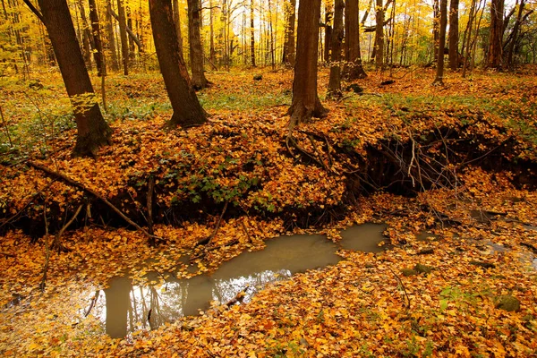 Ein Bachbett Herbst Mit Leuchtend Gelben Ahornblättern Überall — Stockfoto
