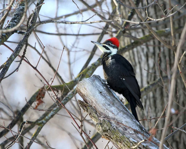 加拿大安大略省滑铁卢市 一只枕木啄木鸟 Dryocopus Pileatus 栖息在一棵枯死的树上 — 图库照片