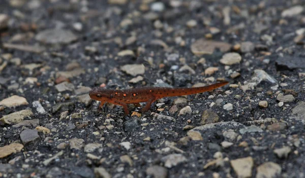 Czerwona Plamka Newt Notophthalmus Viridescens Spaceruje Chodniku Strzelanina Waterloo Ontario — Zdjęcie stockowe