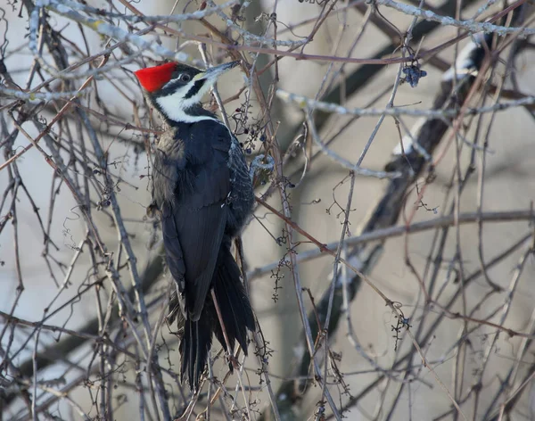 Сваренный Дятел Dryocopus Pileatus Свисающий Лозы Застрелен Ватерлоо Онтарио Канада Стоковое Фото