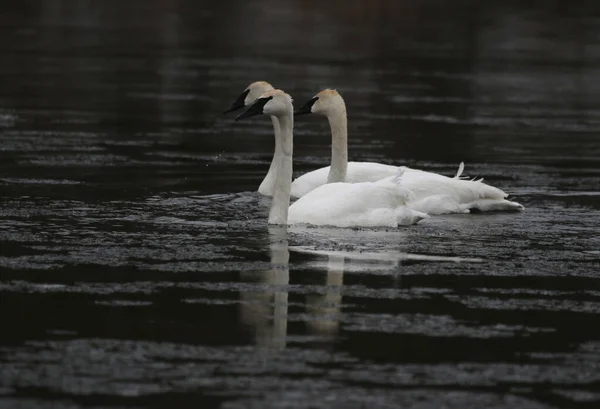 Três Cisnes Trompetista Cygnus Buccinator Nadando Grand River Cambridge Ontário — Fotografia de Stock