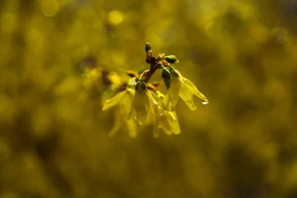 Una Rama Floreciente Forsythia Emergiendo Del Arbusto —  Fotos de Stock