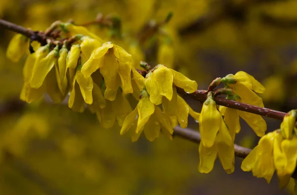 Branch Flowering Forsythia Bush Full Bloom — Stock Photo, Image