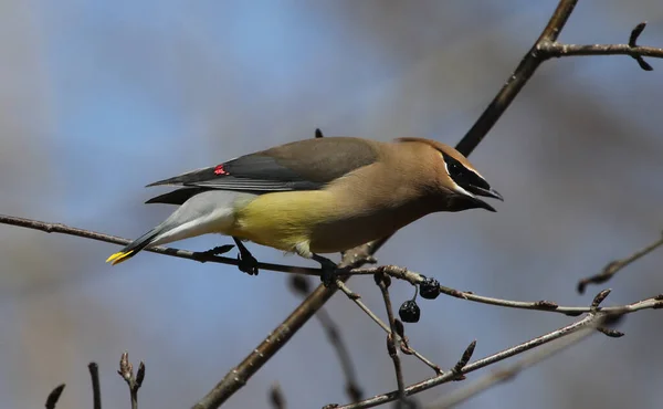 Cedar Waxwing Bombycilla Cedrorum Pozujący Oddziale Waterloo Ontario Kanada — Zdjęcie stockowe