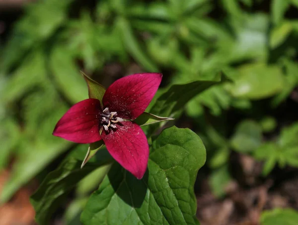 Uma Brilhante Flor Trillium Vermelho Trillium Erectum Plena Floração Filmada — Fotografia de Stock