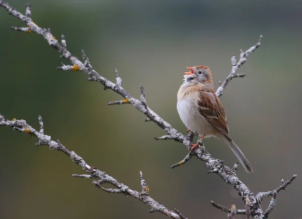 Gorrión Campo Spizella Pusilla Posó Una Rama Principios Primavera Disparo — Foto de Stock