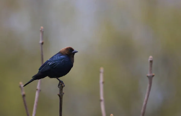 Een Mannelijke Bruinkopkoeienvogel Molothrus Ater Neergestreken Een Sumac Boom Neergeschoten — Stockfoto