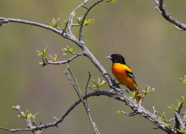 Bir dala tünemiş Baltimore Oriole (Icterus galbula), Kanada 'nın Ontario şehrinde çekildi.. 