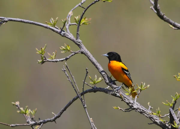 Oriole Baltimore Icterus Galbula Perché Sur Une Branche Tourné Waterloo — Photo