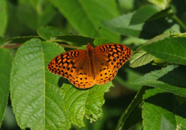 Bir bitkinin üzerinde oturan erkek Büyük Spangled Fritillary (Speyeria cybele). Waterloo, Ontario, Kanada 'da çekildi.