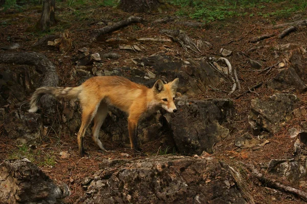 Червоний Лис Vulpes Vulpes Стоїть Краю Лісу Банфі Альберта — стокове фото