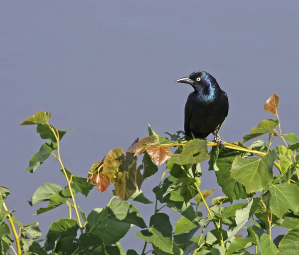 Perched Common Grackle — Stock Photo, Image