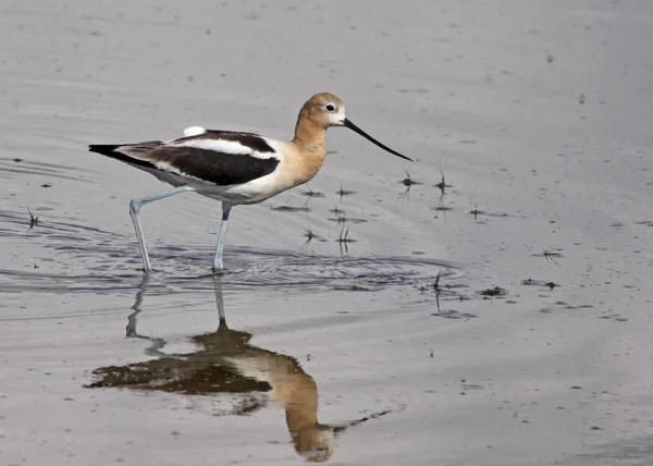 Avocet américain pataugeoire — Photo